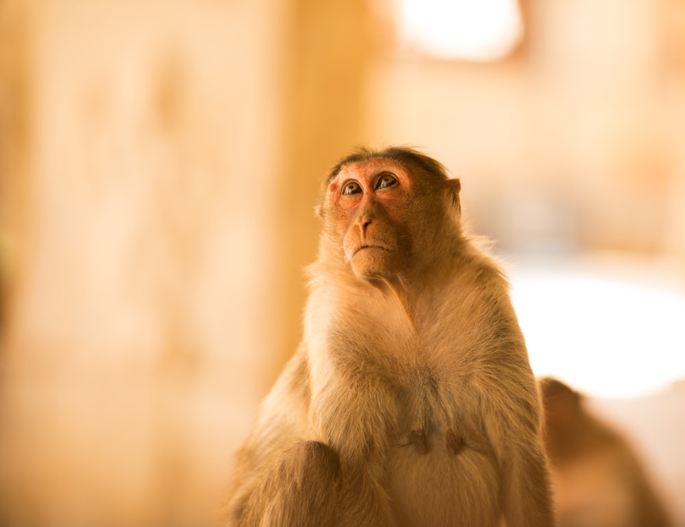 brown monkey in tilt shift lens