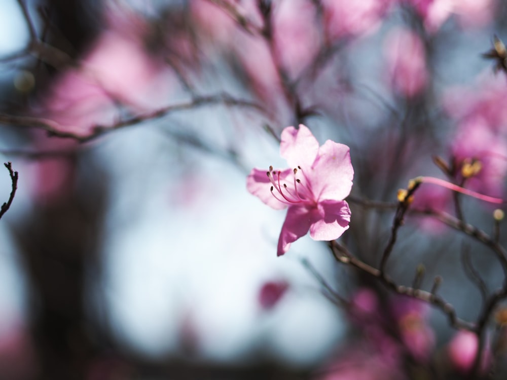 pink cherry blossom in close up photography