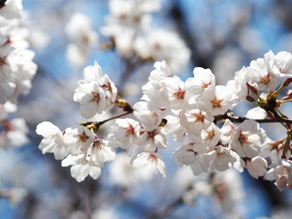 white cherry blossom in close up photography