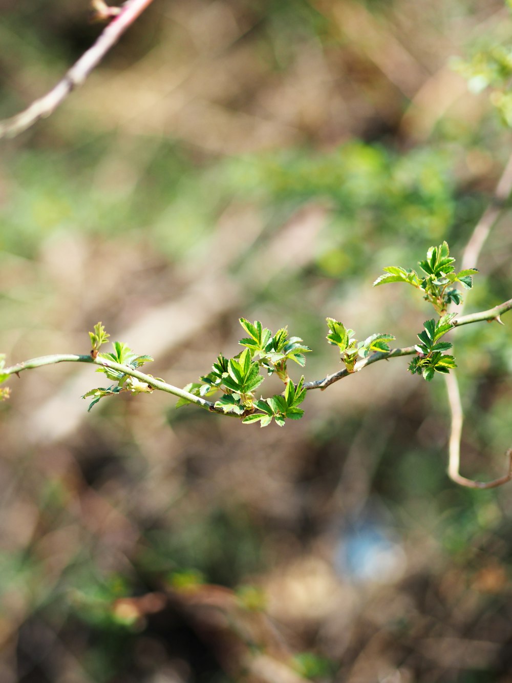 green plant in tilt shift lens