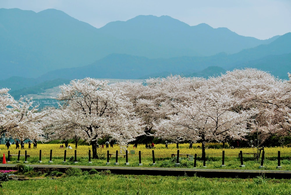 white leaf trees on green grass field during daytime