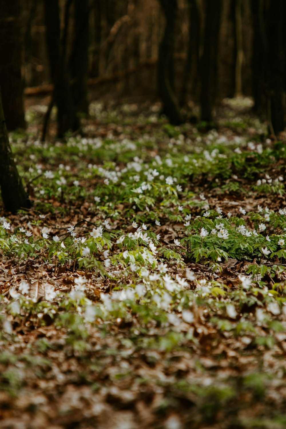 fleurs blanches sur champ d’herbe verte