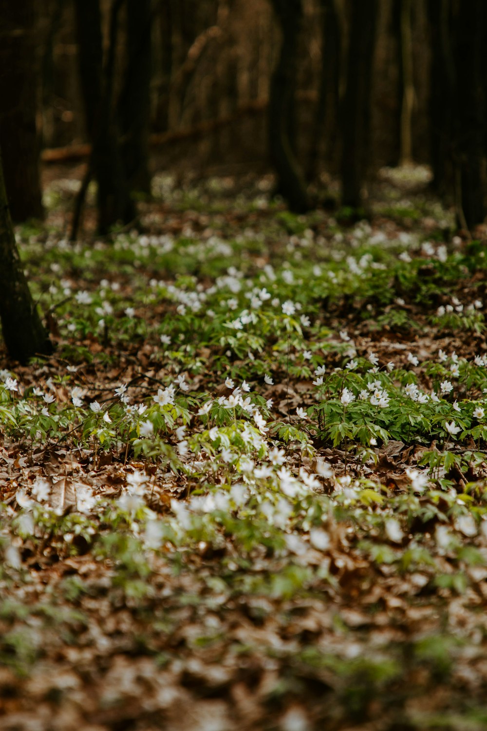 flores brancas no campo verde da grama