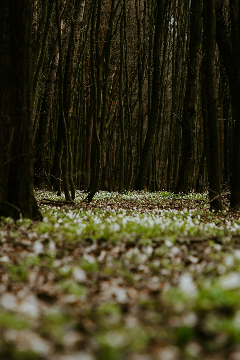 erba verde e alberi marroni