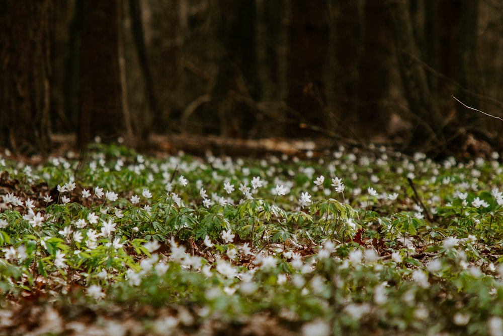Weiße Blüten auf grünem Grasfeld