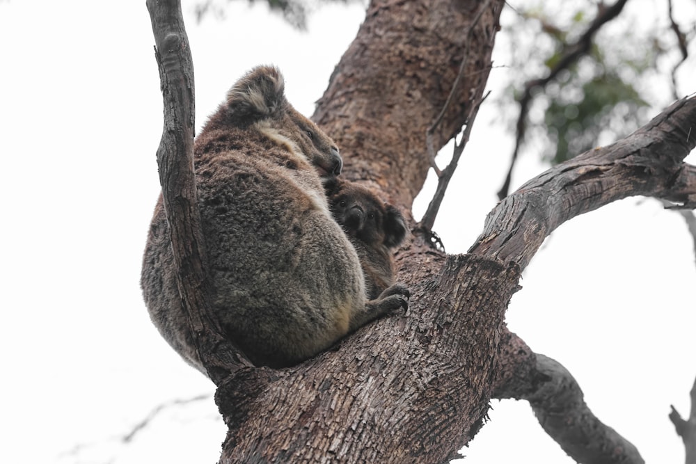 brown and gray koala on brown tree branch during daytime