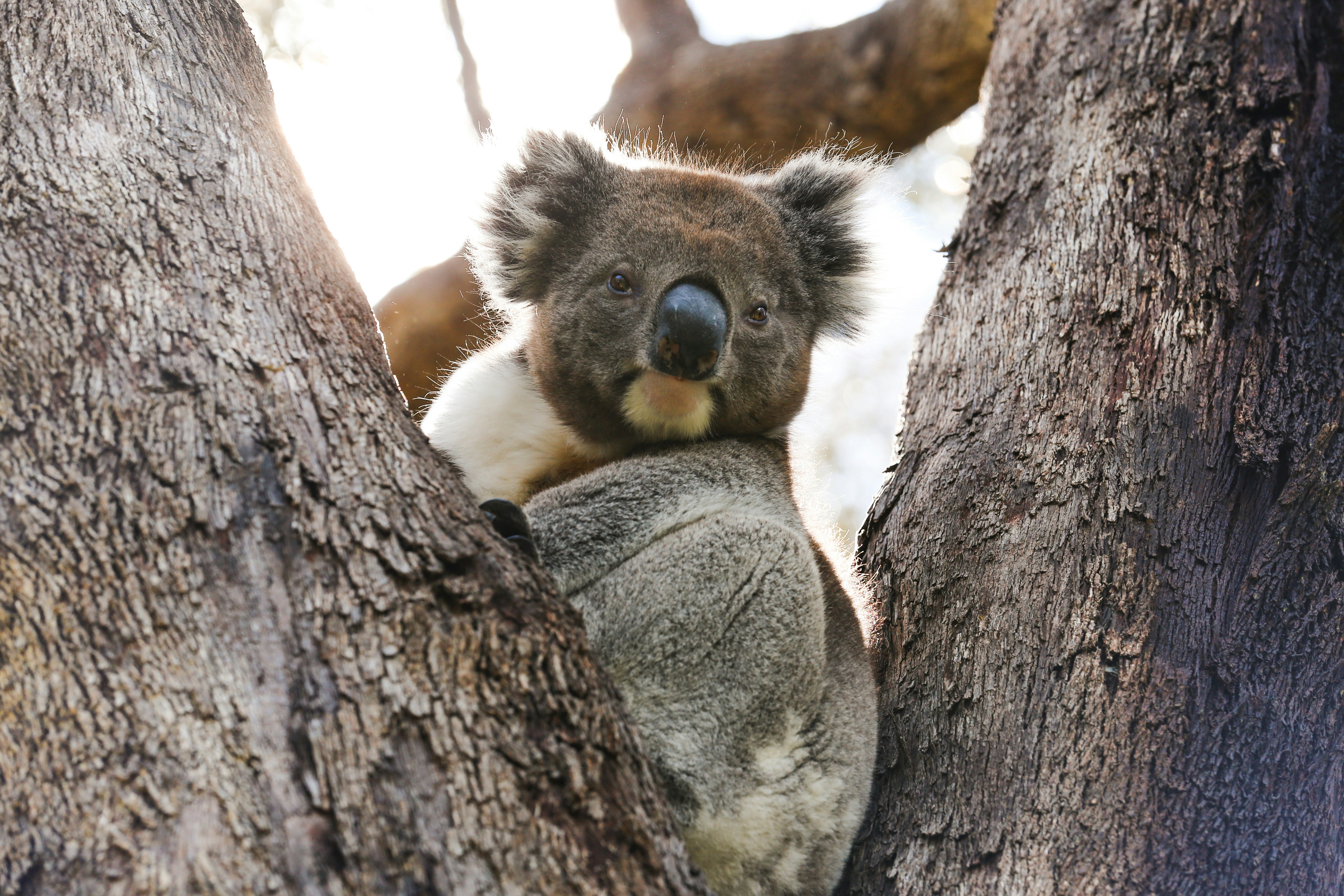 koala bear on brown tree