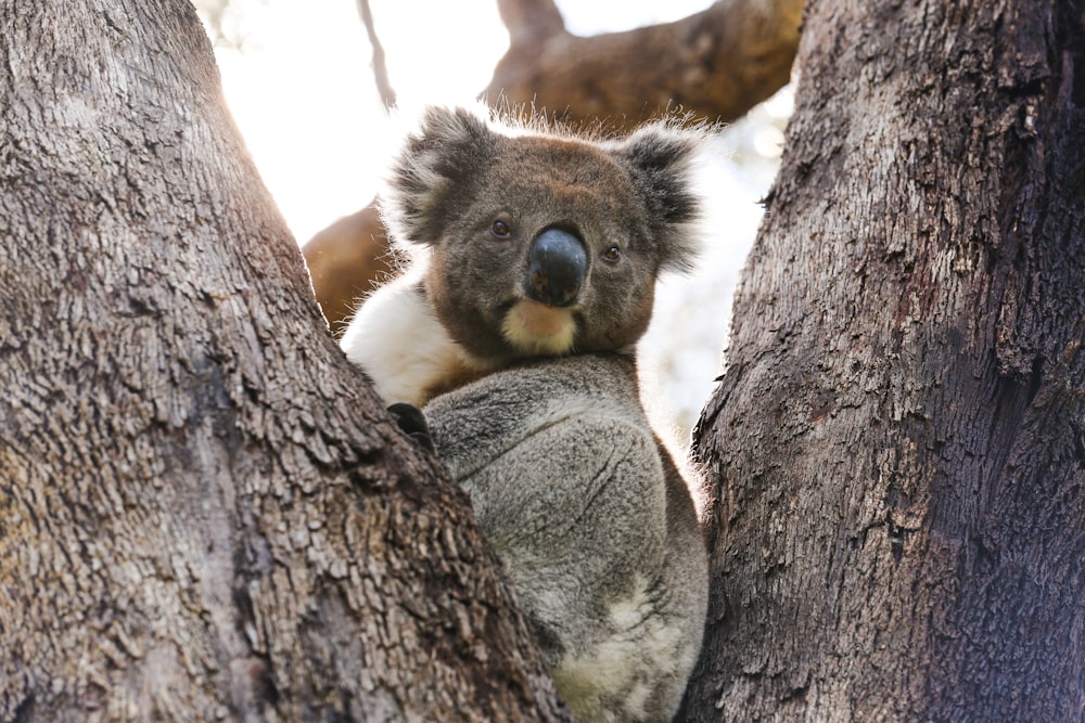 茶色の木の上のコアラ