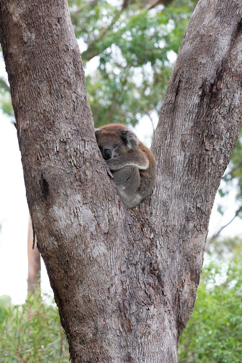 brown koala on brown tree during daytime