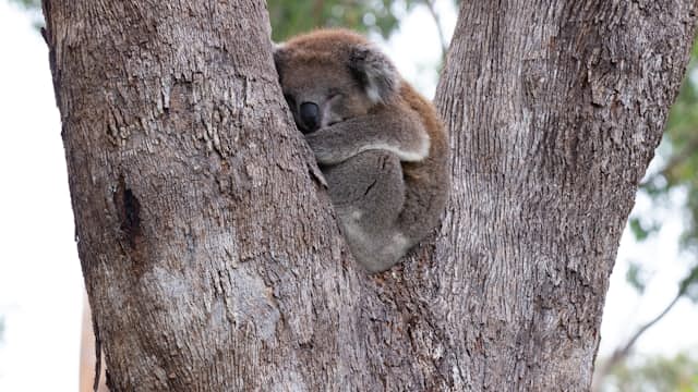 Koala ty