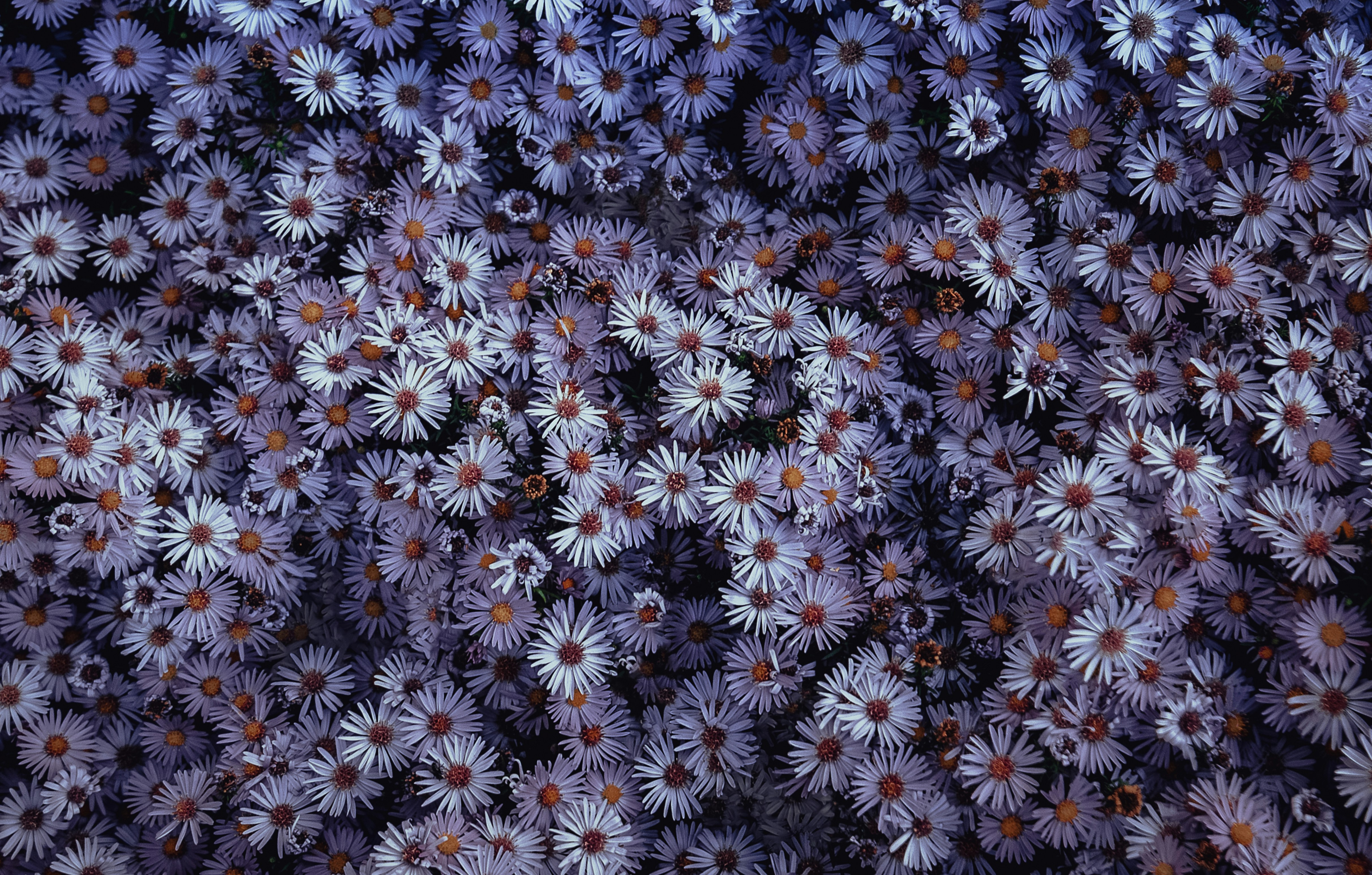 white and blue flowers in close up photography