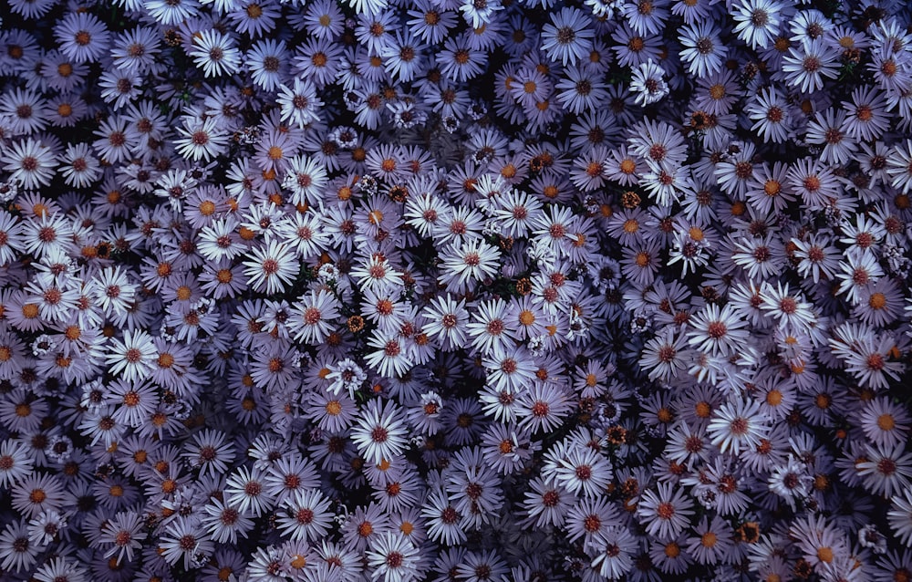 클로즈업 사진의 흰색과 파란색 꽃