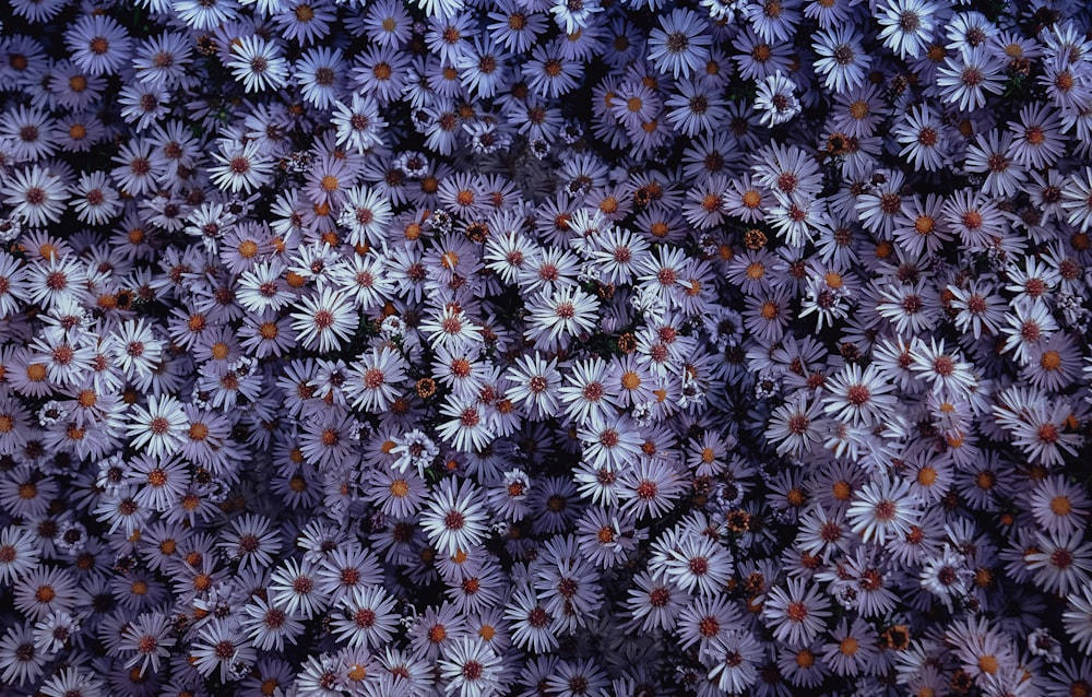 white and blue flowers in close up photography