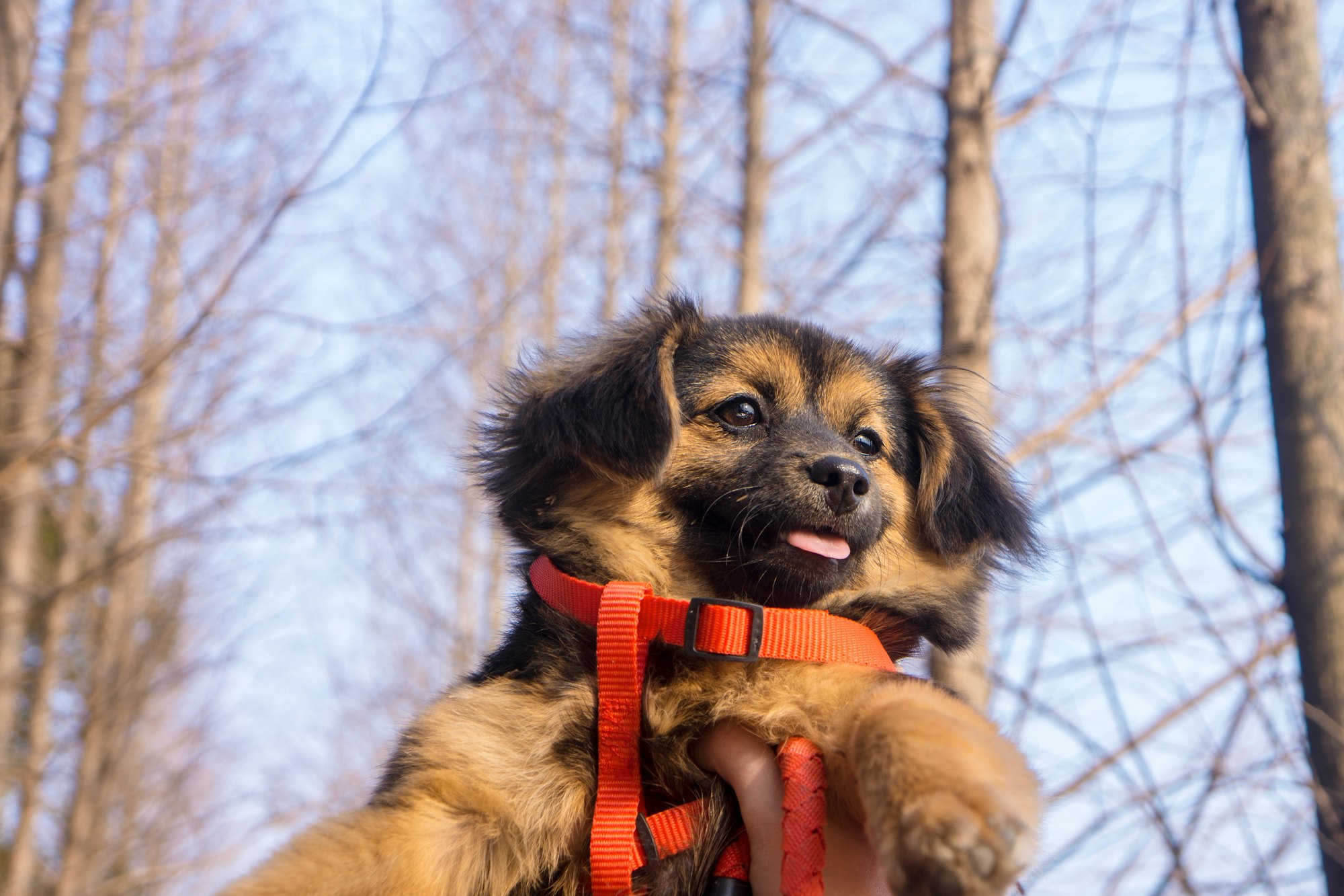 Best Collar for a German Shepherd Puppy
