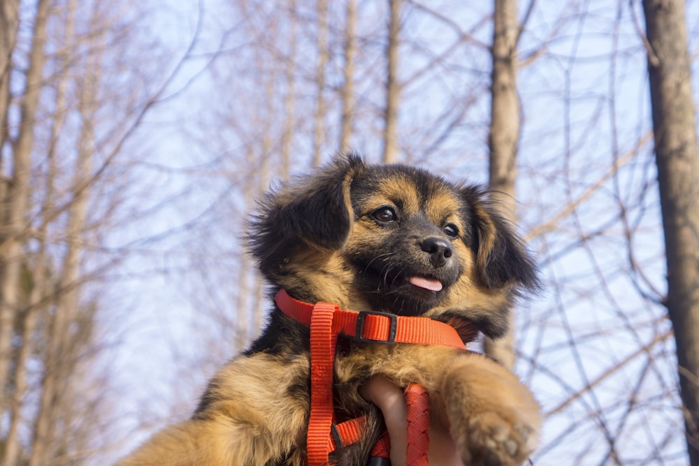 black and tan short coat small dog with red collar