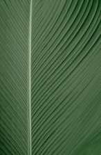 green and white striped textile