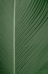 close up of green palm leaf veins