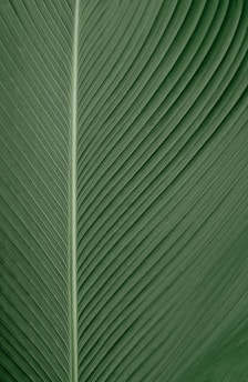 green and white striped textile