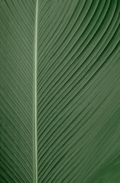 close up of green palm leaf veins