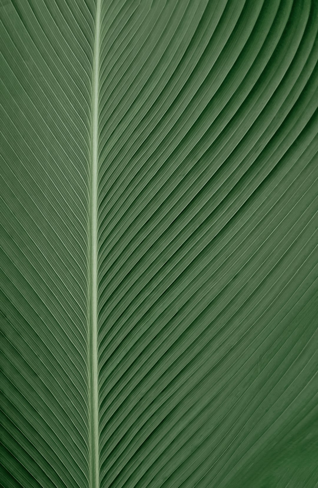  green and white striped textile plants