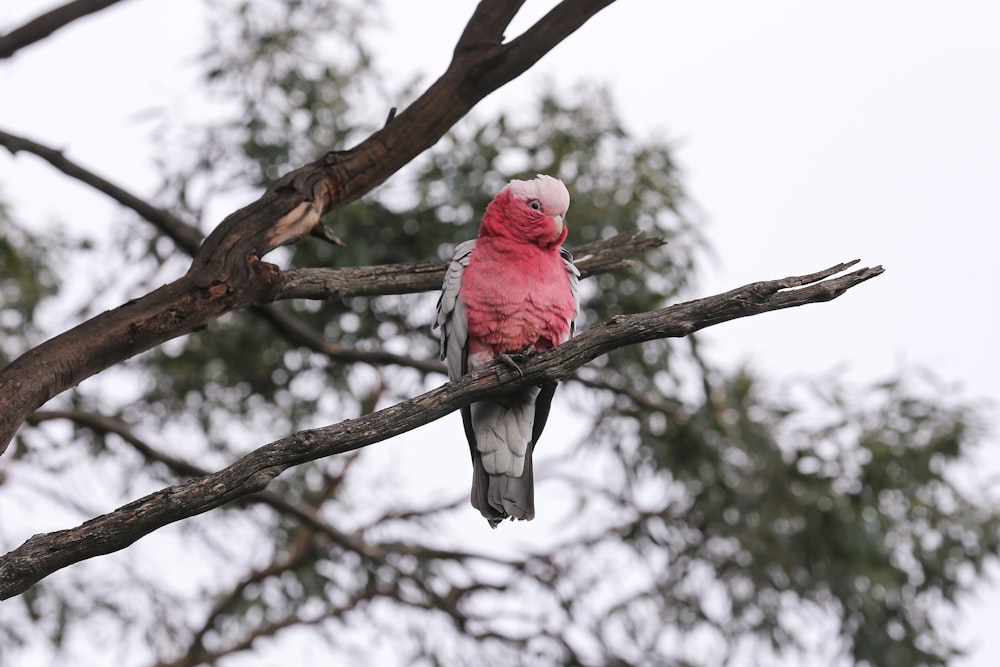 red and white bird on brown tree branch during daytime