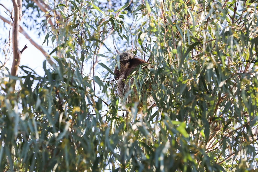 brown bird on green tree during daytime