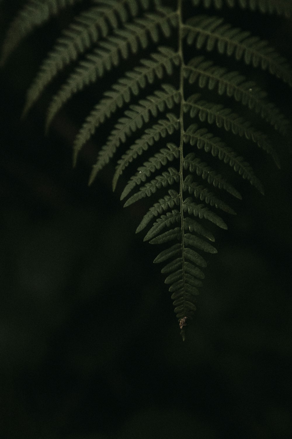 green leaf plant in close up photography