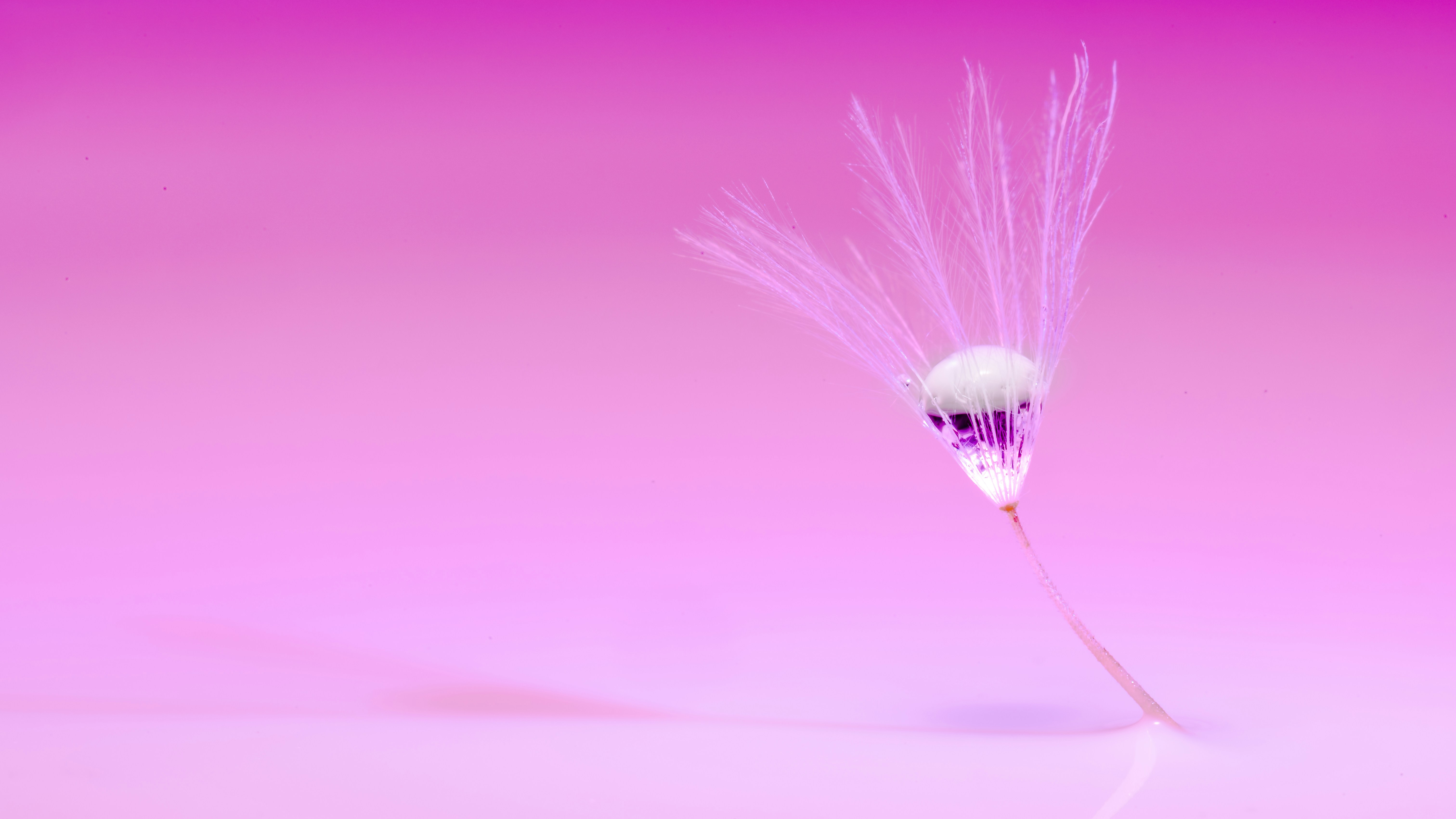 purple and white light illustration