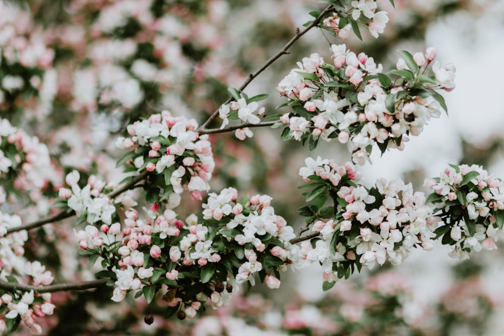 white and pink cherry blossom in close up photography