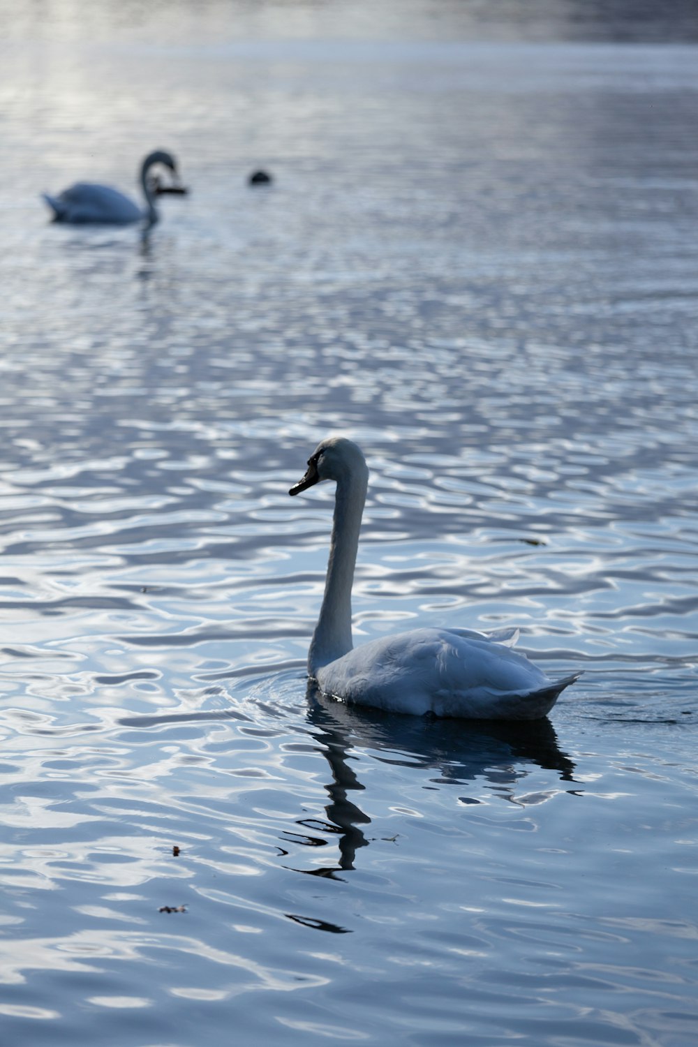 white swan on water during daytime