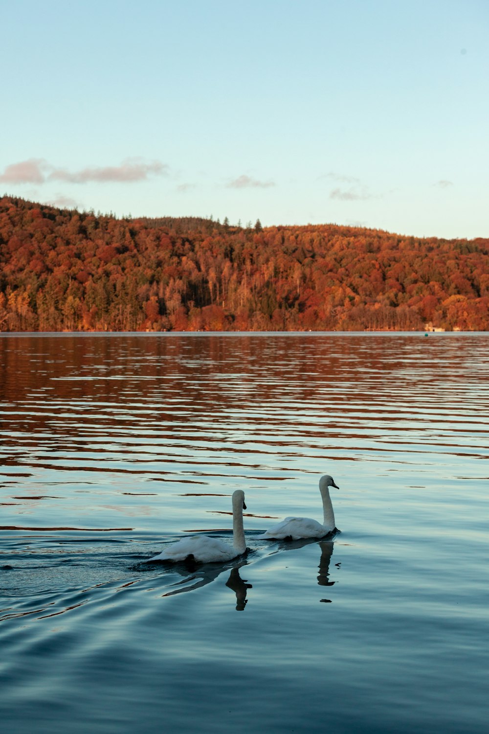 swan on water during daytime