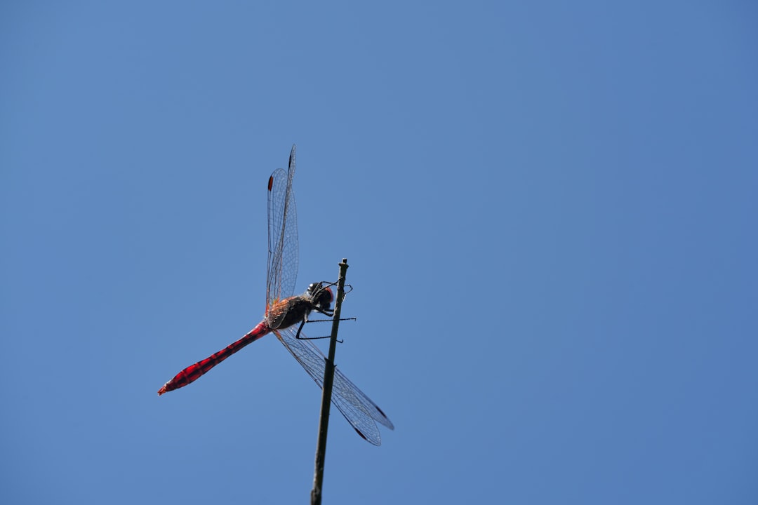 red and blue dragonfly on mid air during daytime
