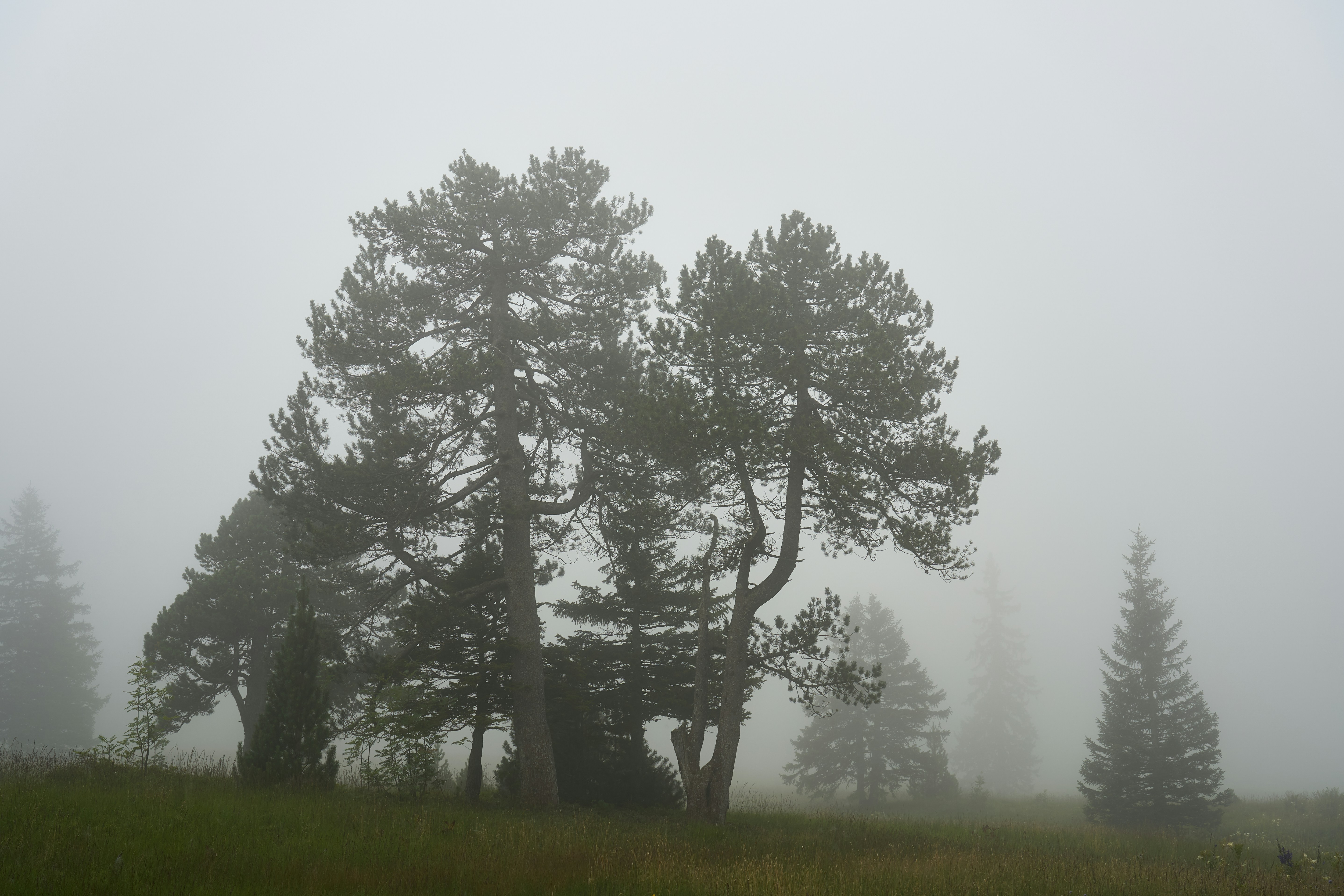 Photo by wolfgang_hasselmann