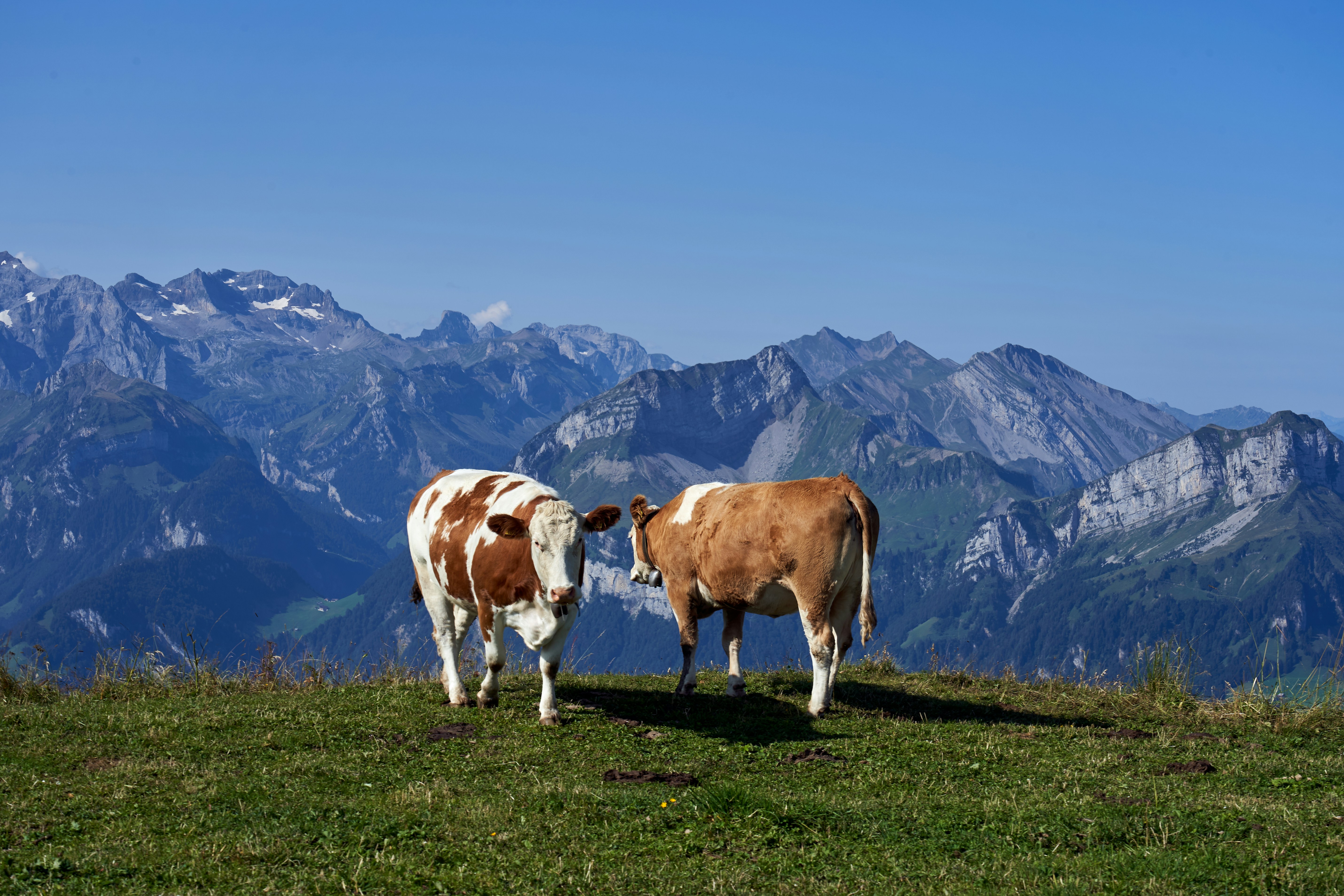 Photo by wolfgang_hasselmann