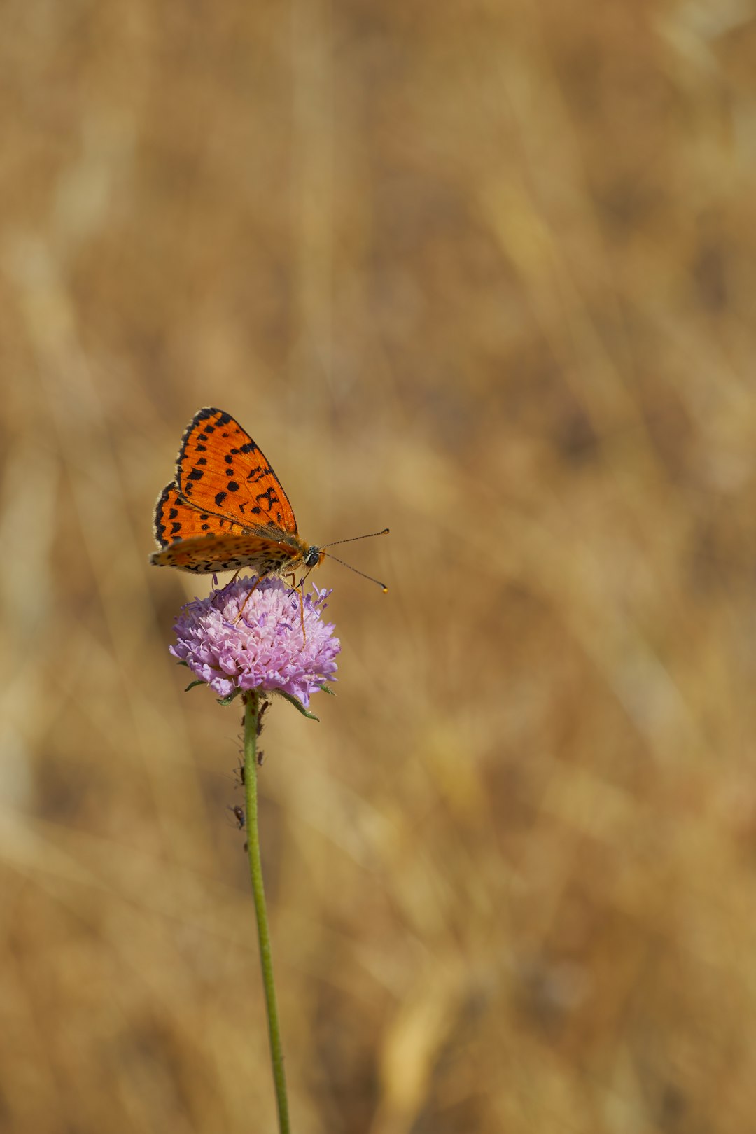 brown and black butterfly on purple flower