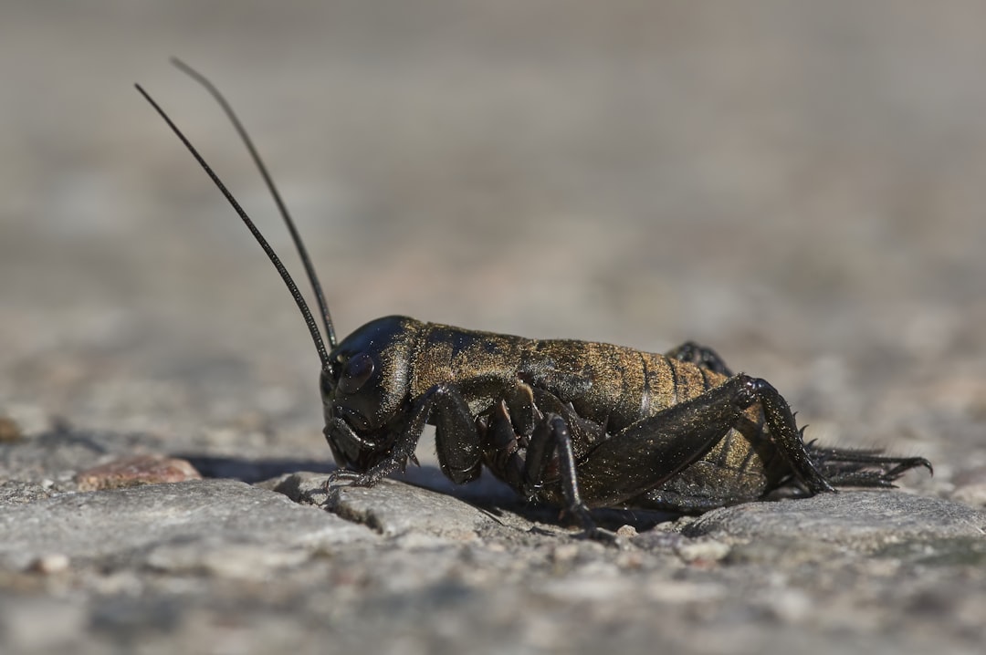 brown and black grasshopper on gray rock