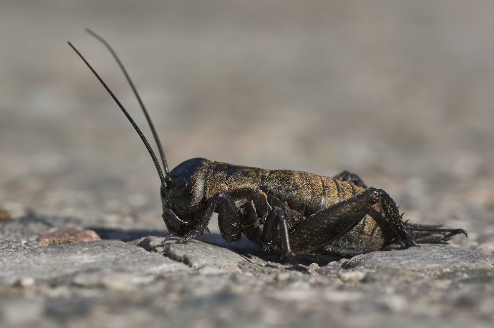 Saltamontes marrón y negro sobre roca gris