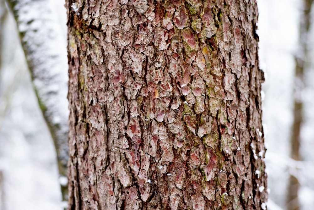 brown and green tree trunk