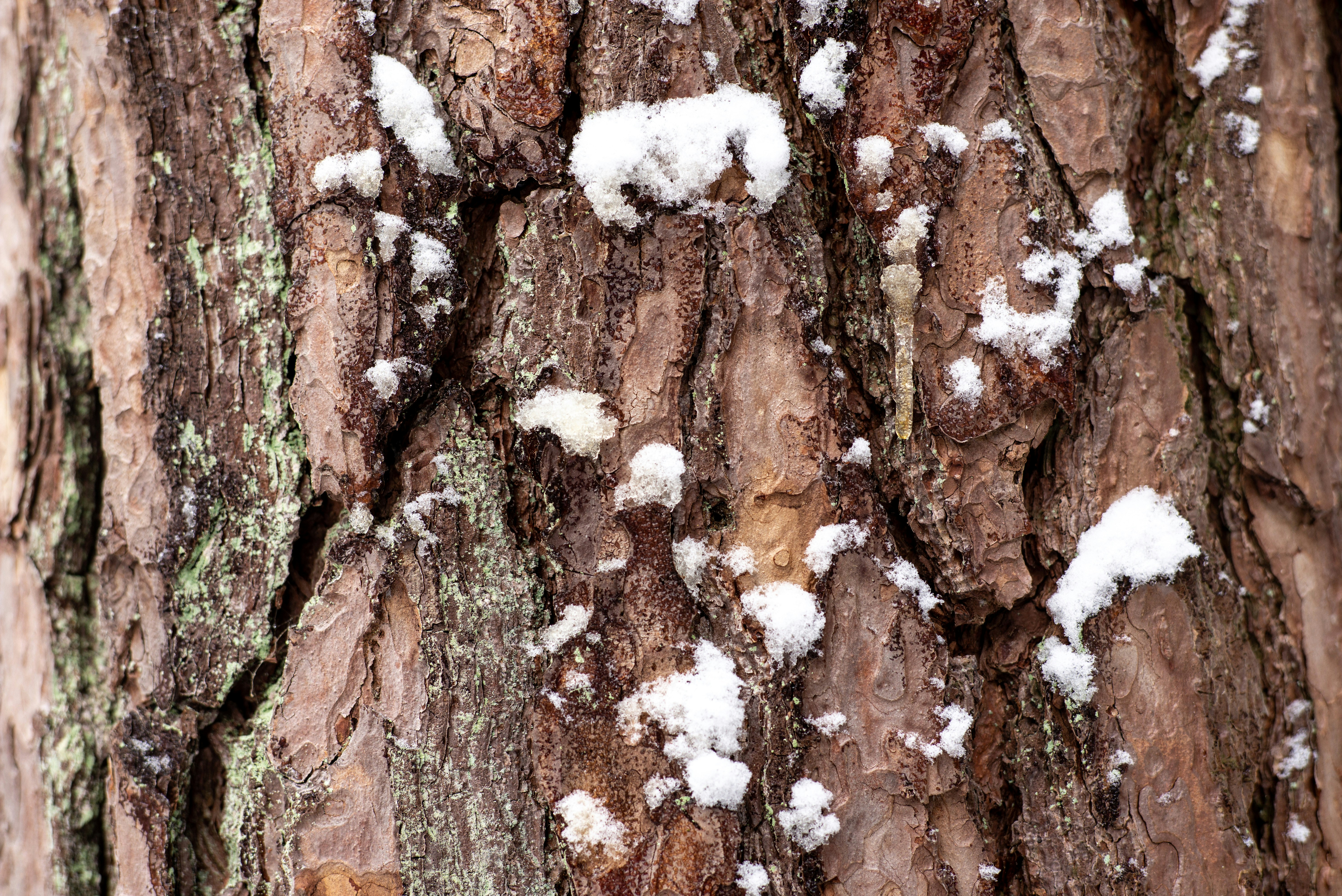 Photo by svenschlager