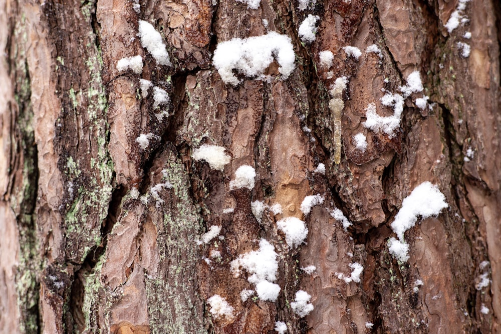 brown and white tree trunk