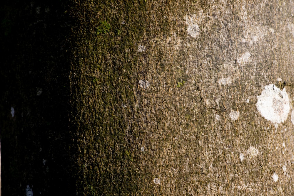 green grass on gray soil