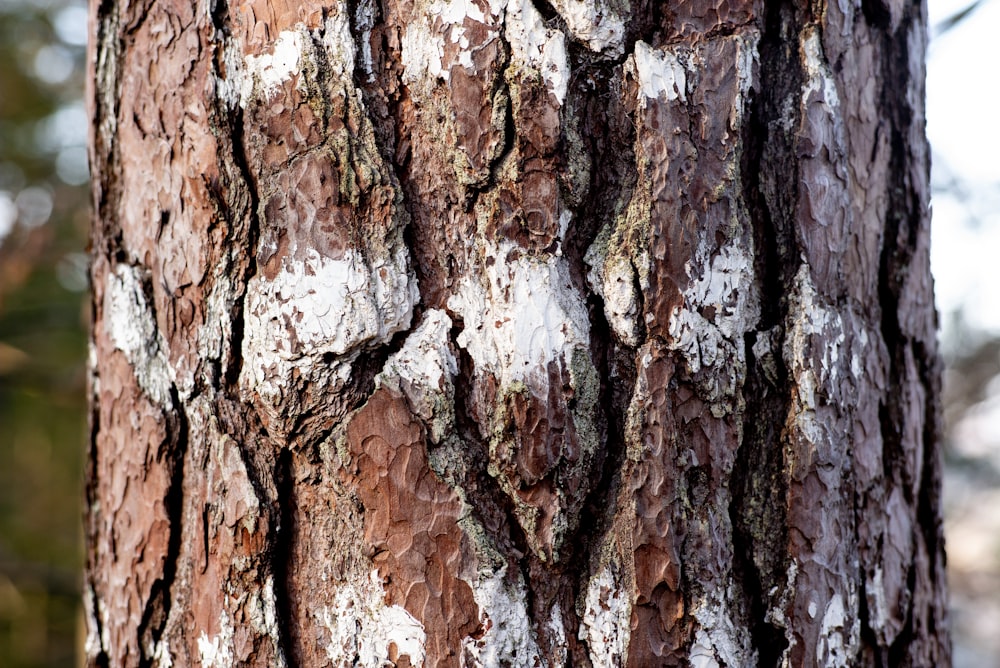 tronco de árbol marrón y blanco