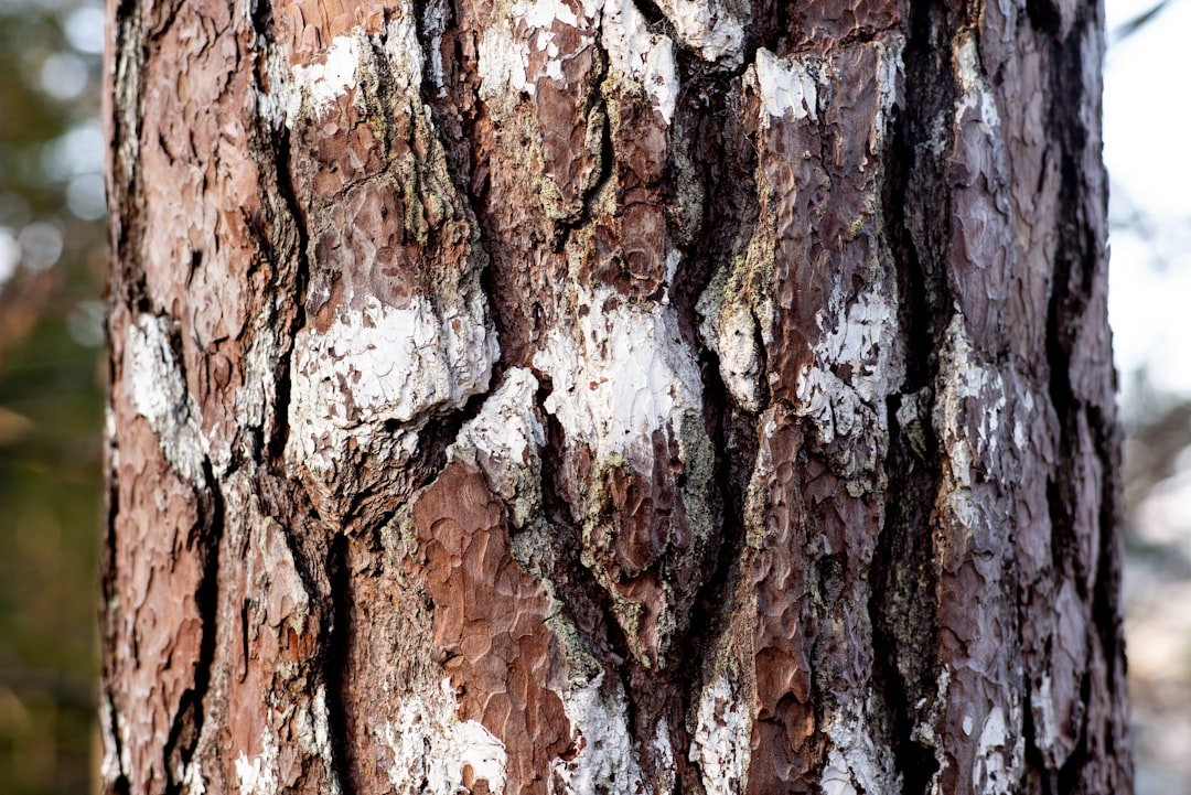 brown and white tree trunk