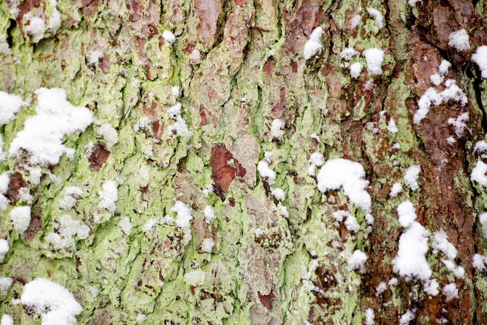 brown and white wood log