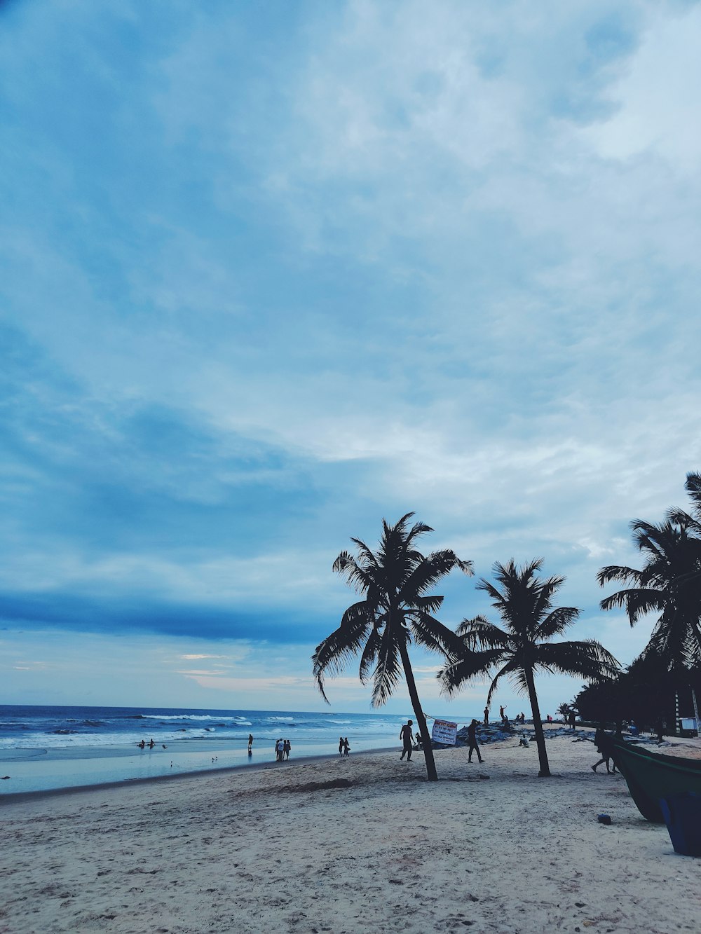 Palme am Strandufer unter blauem Himmel tagsüber