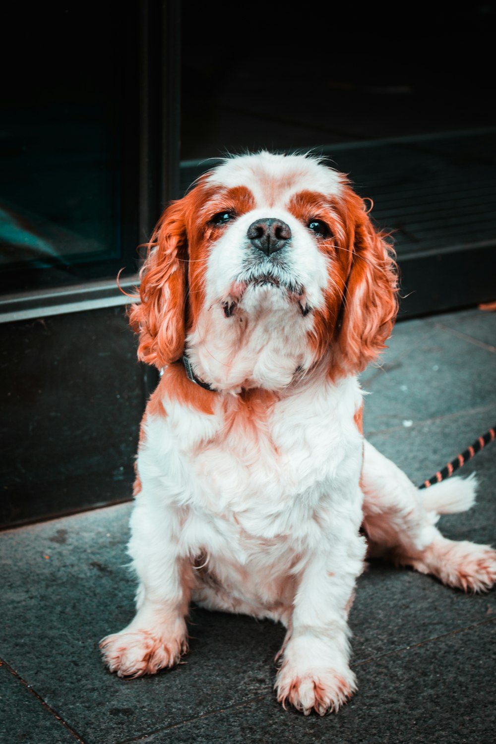 white and brown long coat small dog