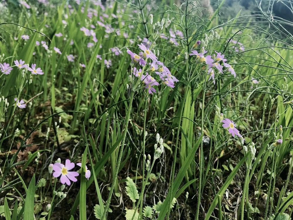 purple flowers on green grass field during daytime