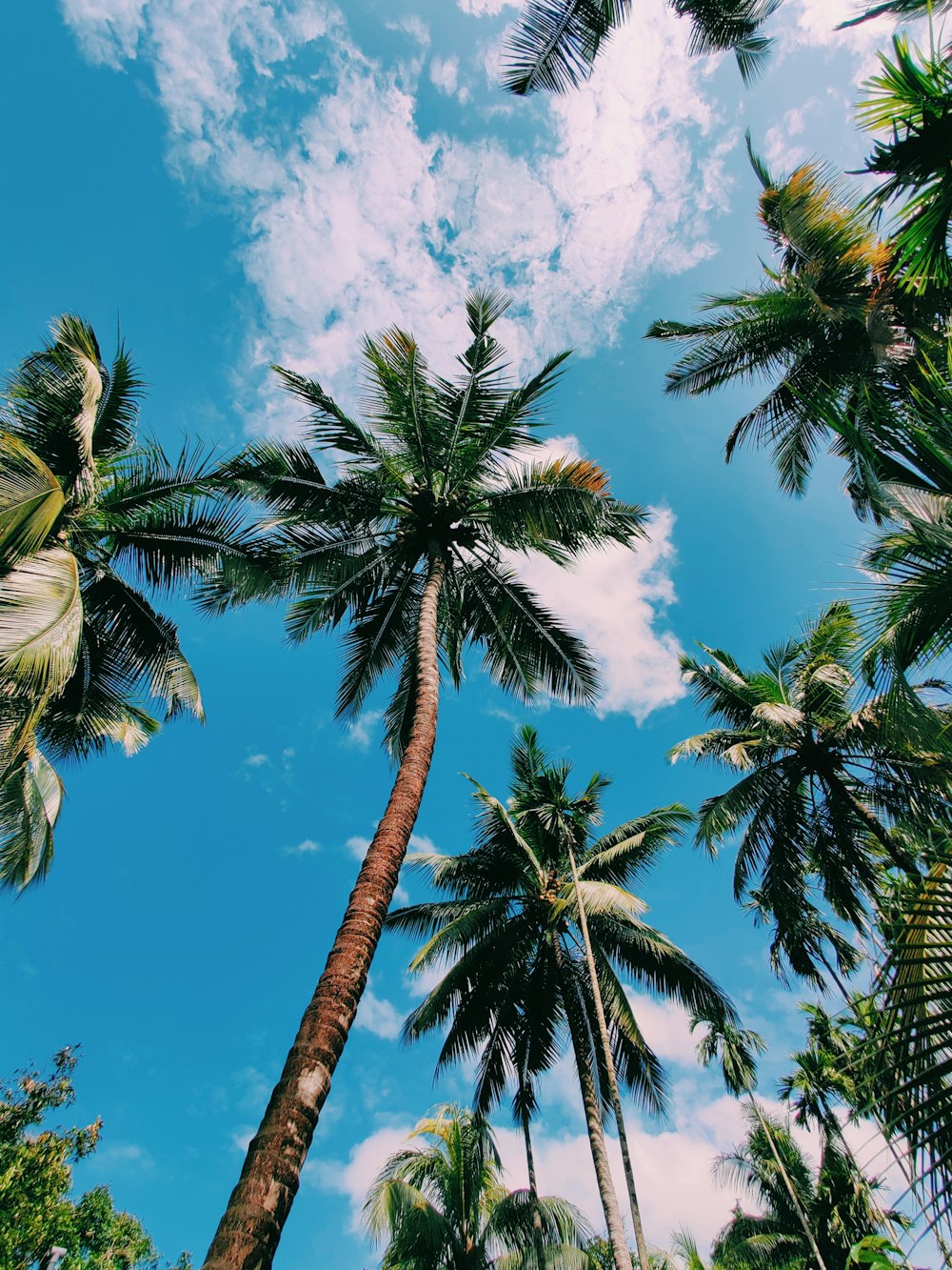 a group of palm trees with a blue sky in the background