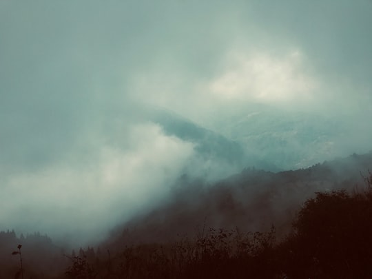 green trees on mountain covered with fog in Senchal Wildlife Sanctuary India