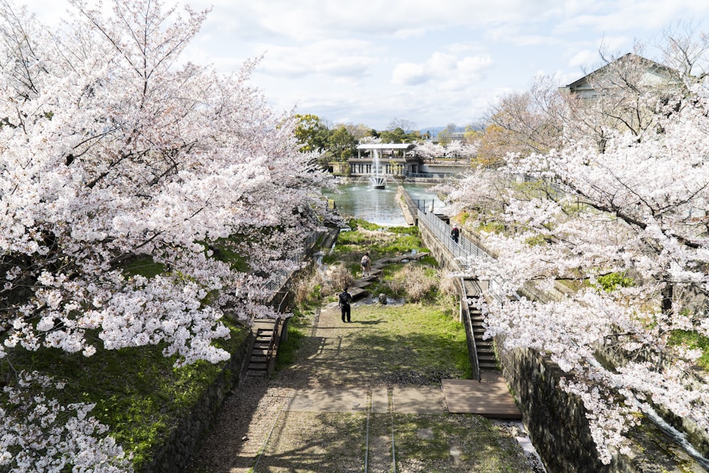 people walking on pathway between trees and plants during daytime